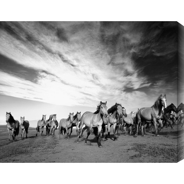 Wild Horses Photographic Print 