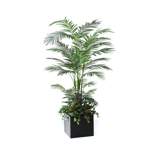 Lush Areca Palm Floor Plant in Planter