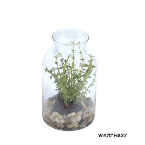 Thyme Plant in Jar
