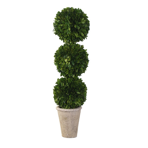 3-ball English Boxwood Topiary
