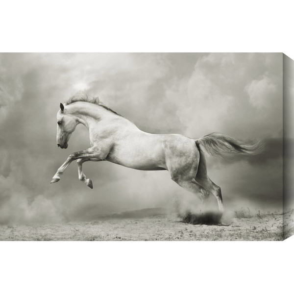 Stallion Photographic Print 