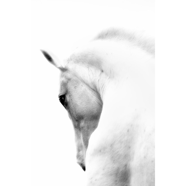 White Horse Canvas Print 